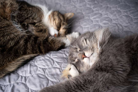 close up of two different breed cats sleeping side by side on pet owners comfortable bedの写真素材