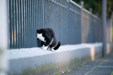 curious black and white tuxedo cat sticking head through metal fence bars on public streetの写真素材
