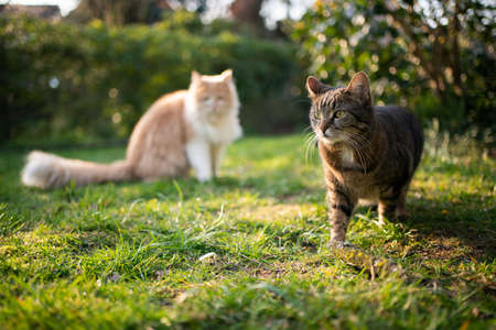 two different breed cats standing outdoors in gardenの写真素材