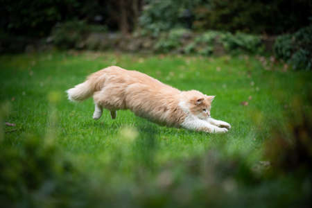 beige white maine coon longhair cat hunting outdoors in nature attacking preyの写真素材