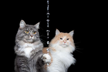 two playful curious maine coon cats looking at water jet on black background raising paw to reach...