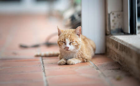 dirty and exhausted sick white ginger cat with the flu disease, purulent nose and eye infection with discharge from closed eyes and noseの写真素材
