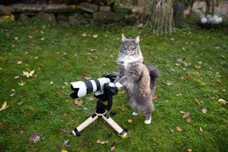 young maine coon cat standing behind mirrorless camera with tele lens on a wooden tripod with gimbal looking at camera like a photographerの写真素材