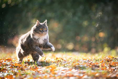 blue tabby white maine coon cat running on grass covered with autumn leaves outdoors in sunlight at high speedの写真素材