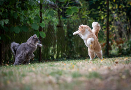 two young playful maine coon cats outdoors in the backyard playing, fighting and attacking each otherの写真素材