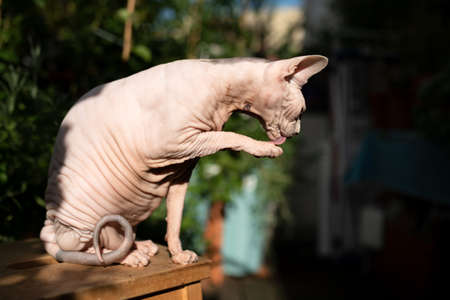 side view of hairless sphynx cat grooming licking its paw outdoors in sunlight on balconyの写真素材