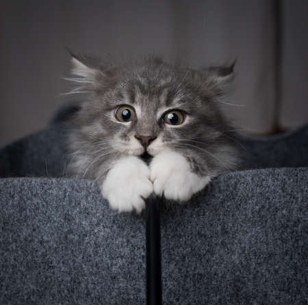 blue tabby maine coon kitten in a felt bag playing with a cats toyの写真素材