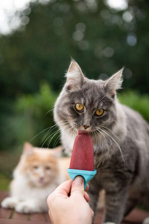 heatwave 2019: young blue tabby maine coon cat licking homemade ice cream  in front of another cat on a hot summer day looking at cameraの写真素材