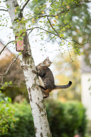 tabby domestic shorthair cat climbing up birch tree with birdhouse in the back yard looking away observing birdsの写真素材