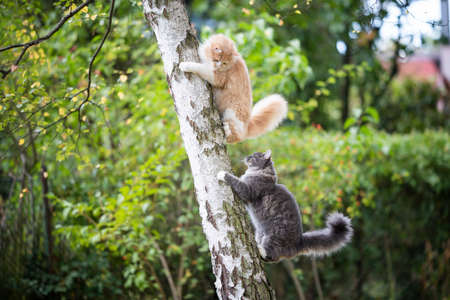 side view of two playful young maine coon cats climbing up a birch tree outdoors in nature behind each otherの写真素材