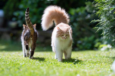 two cats walking past each other in the back yard on a sunny summer day. one cat is a maine coon with fluffy tail and the other is a shorthair catの写真素材
