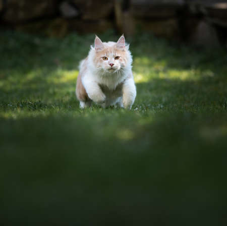 front view of a playful cream tabby maine coon cat on the lawn running towards camera looking at cameraの写真素材