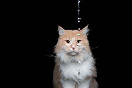 beige white maine coon cat looking at camera with water jet drops in front of face isolated on black backgroundの写真素材