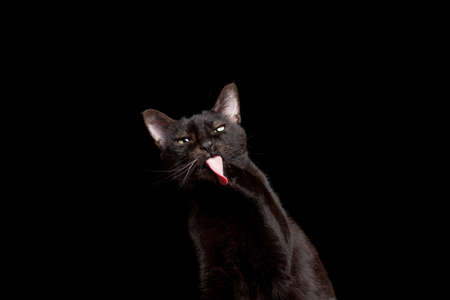 studio portrait of a black cat grooming licking paw on black backgroundの写真素材