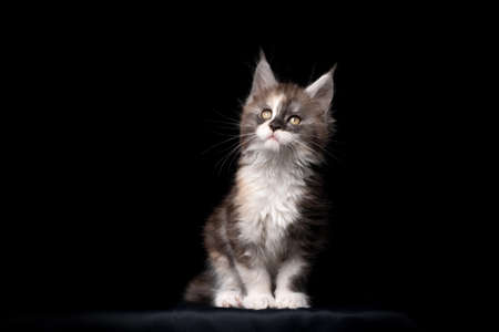 cute maine coon kitten studio portrait on black backgroundの写真素材