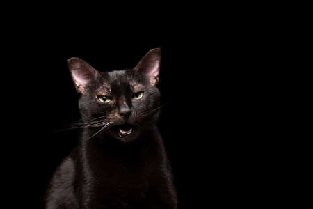 grumpy black cat with open mouth on black backgroundの写真素材
