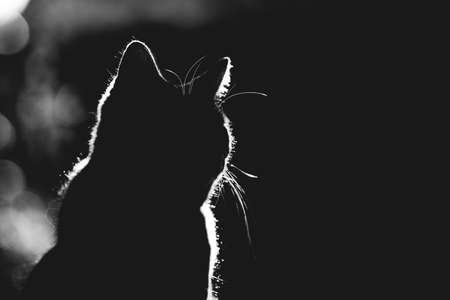 backlight silhouette of a cat standing in the evening sunの写真素材