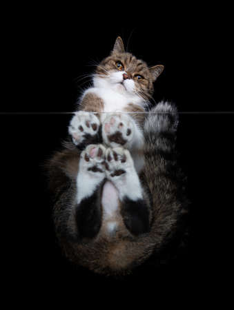 bottom view of a white tabby maine coon cat sitting on a window glass panel looking down at camera in front of black backgroundの写真素材
