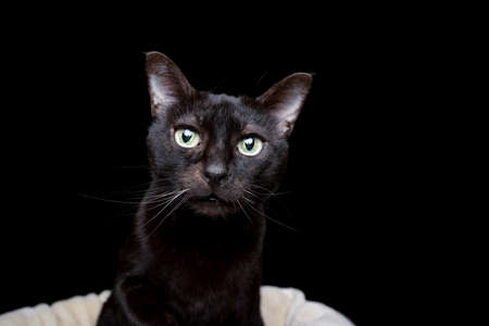 portrait of a curious black cat on black background standing on pet bedの写真素材