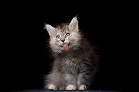 funny porttrait of a cute maine coon kitten sticking out tongue licking invisible window glassの写真素材