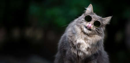 blue tabby white maine coon cat wearing cool shades licking lips and tilting headの写真素材