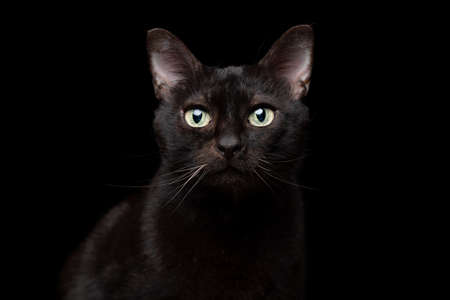 studio portrait of a black cat on black background looking at cameraの写真素材