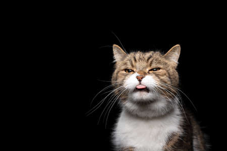 tabby white british shorthair cat sticking out tongue in front of black background with copy spaceの写真素材