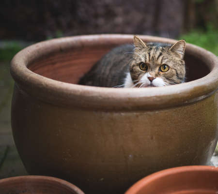 tabby white british shorthair cat hiding in a big flower potの写真素材