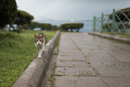 turkish stray cat balancing on curb in front of antalya harborの写真素材