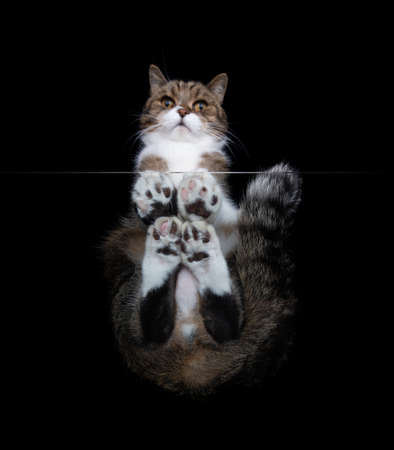 bottom view of a white tabby maine coon cat sitting on a window glass panel looking down at camera in front of black backgroundの写真素材