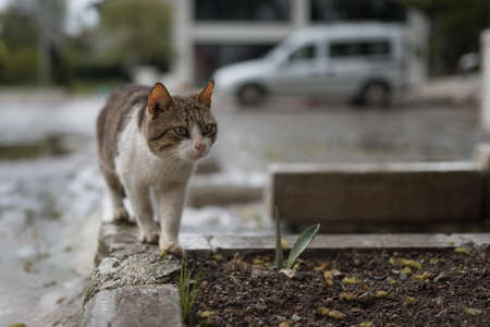 turkish stray cat wakling on a curb in front of carの写真素材