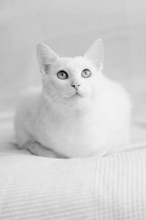 white shorthair cat on white blanket looking upの写真素材