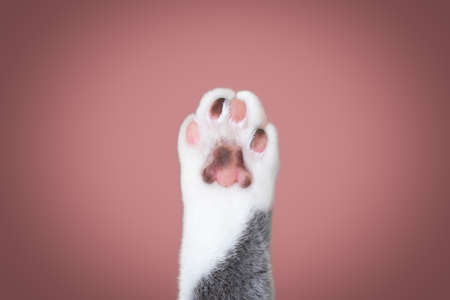 close up of a cat paw with different colored toe beans with copy spaceの写真素材