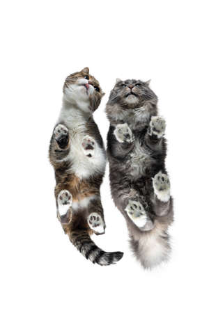 bottom up view of two different cats standing side by side isolated on white studio background with copy spaceの写真素材