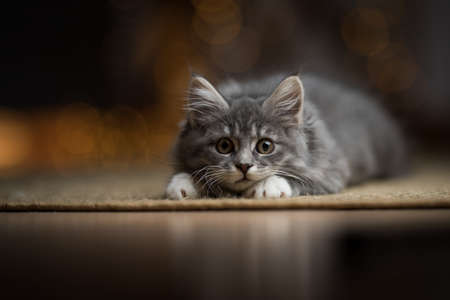 playful tabby blue maine coon kitten lurking on a sisal carpet with christmas light string bokeh in the backgroundの写真素材