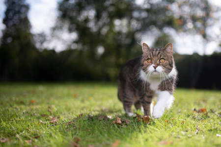 curious tabby white british shorthair cat walking on grass outdoors in nature with sunlight looking ahead observing the gardenの写真素材