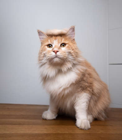 young maine coon cat sitting on wooden table wearing a wigの写真素材