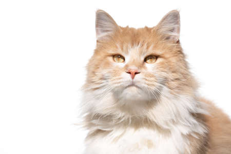 portrait of a cream colored beige white maine coon cat in front of white backgroundの写真素材