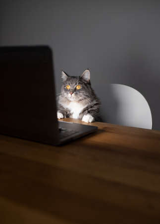 curious young blue tabby maine coon cat standing on chair in front of table with notebook computer looking at screenの写真素材