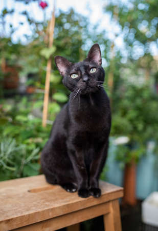 portrait of a black domestic cat sitting on a wooden stool in front of various green plants on balcony looking at cameraの写真素材