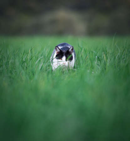 black and white cat prowling near a farmの写真素材