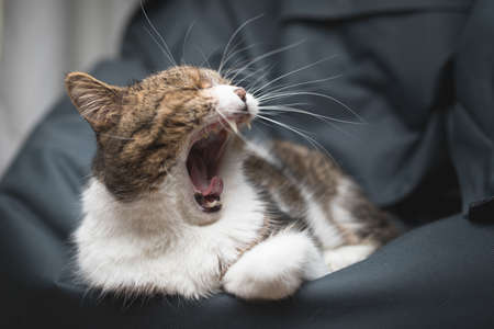 tabby british shorthair cat yawning on a bean bagの写真素材