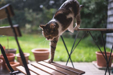 tabby white british shorthair cat walking from table onto a chair on the terrace with garden in the backgroundの写真素材
