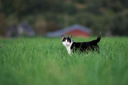 black and white cat standing on a field in front of farm houseの写真素材