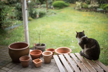 tabby white british shorthair cat sitting on a garden table on the terrace with some empty plant pots in the backgroundの写真素材