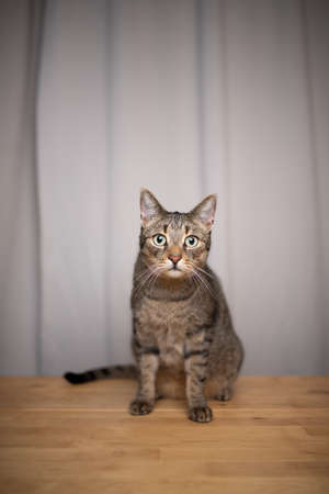 tabby domestic shorthair cat sitting on wooden table in front of curtain looking at camera with copy spaceの写真素材