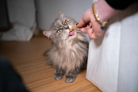 feeding a tortoiseshell maine coon cat with treatsの写真素材