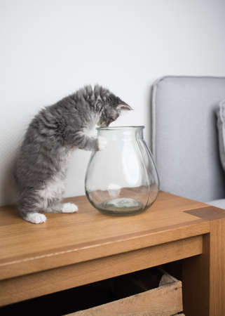 blue tabby maine coon kitten standing on a wooden bench looking into a transparent flower vaseの写真素材