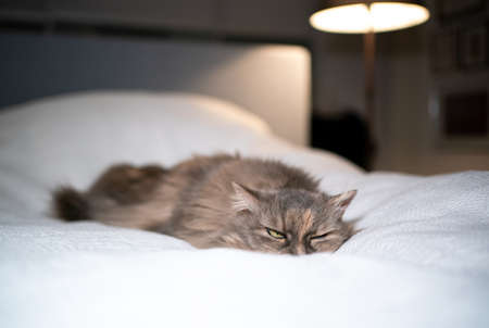 tired tortoiseshell maine coon cat lying on bed relaxing in bedroomの写真素材