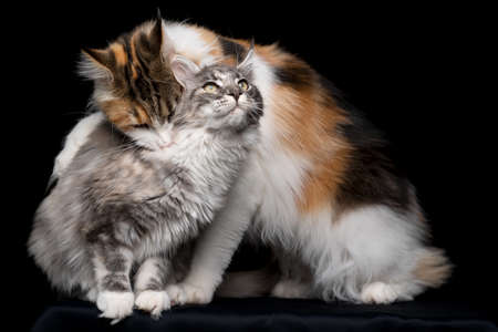 maine coon cat biting other cats neckの写真素材